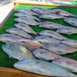 海の釣堀 海恵 釣果