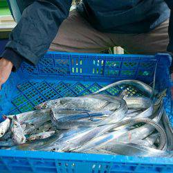 小島丸 釣果