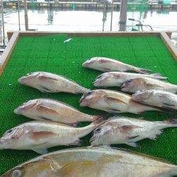 海の釣堀 海恵 釣果