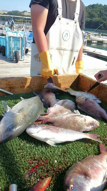 海の釣堀 海恵 釣果