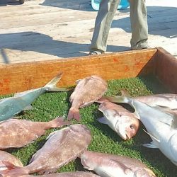 海の釣堀 海恵 釣果