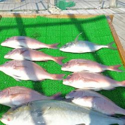 海の釣堀 海恵 釣果