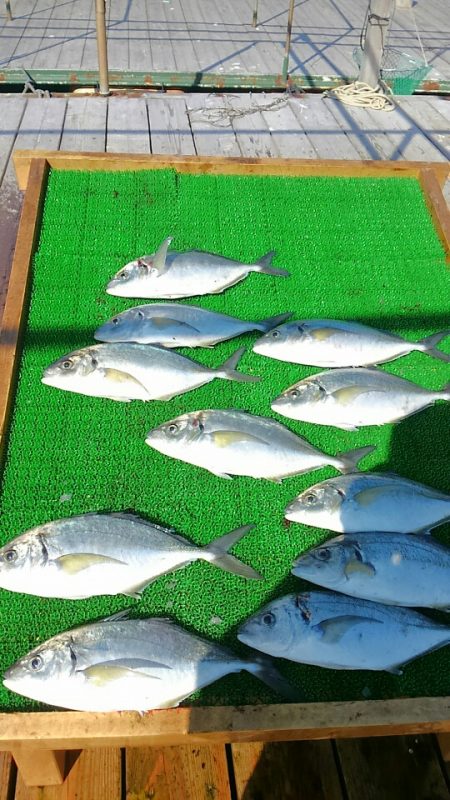 海の釣堀 海恵 釣果