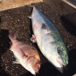 海の釣堀 海恵 釣果