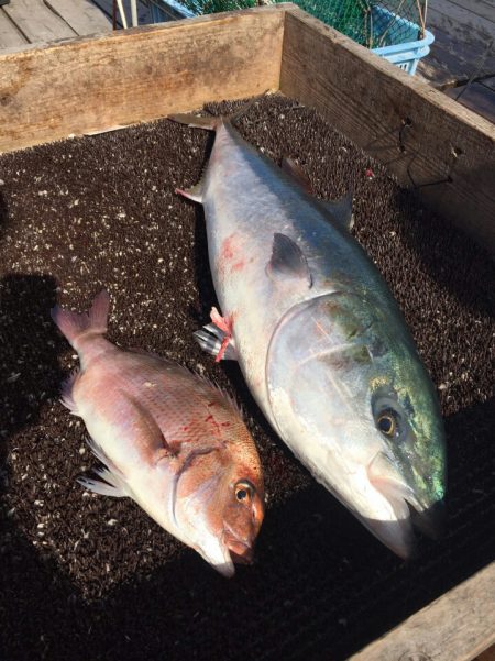 海の釣堀 海恵 釣果