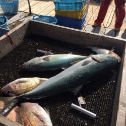 海の釣堀 海恵 釣果