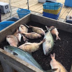 海の釣堀 海恵 釣果