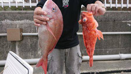 だて丸 釣果