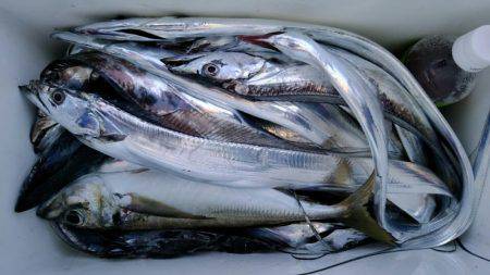 小島丸 釣果