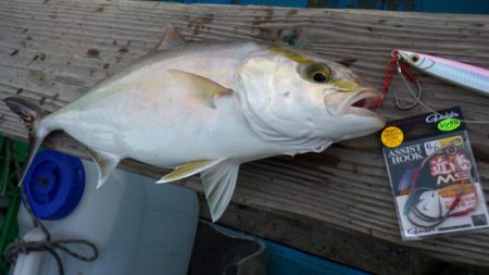 阿波哲 釣果