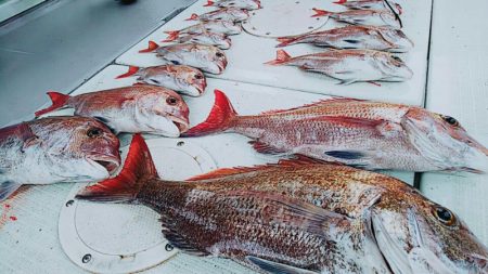 タイラバ遊漁船 ワンピース 釣果