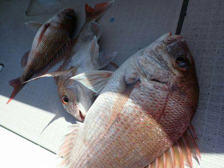 タイラバ遊漁船 ワンピース 釣果