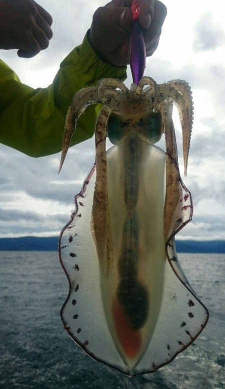 シースナイパー海龍 釣果