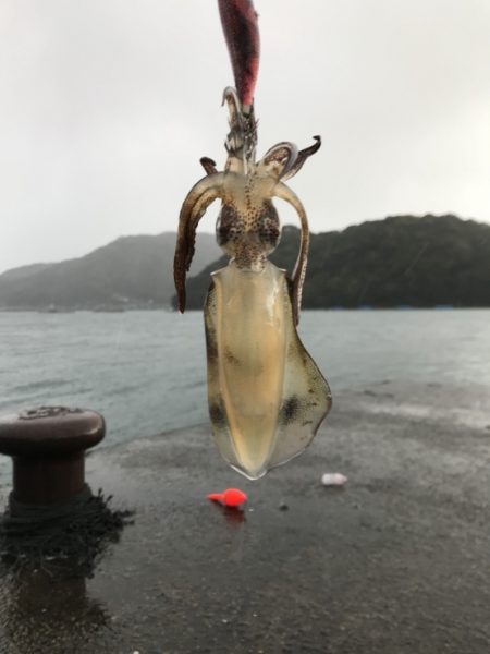 20171118-19大雨暴風たまに霰