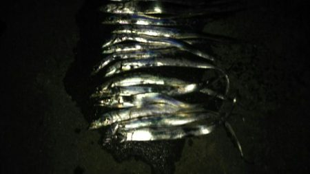 太刀魚釣り