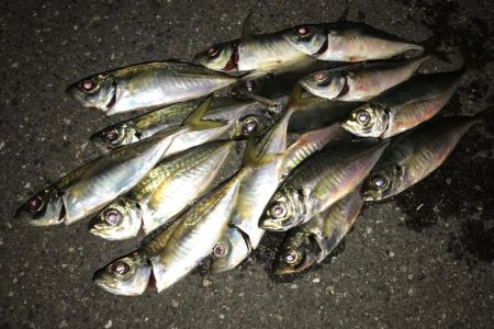 真夜中からの釣行