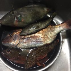 串本にて筏釣り