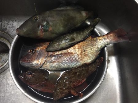 串本にて筏釣り