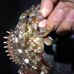 カワハギさんいないので、根魚釣り