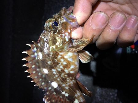 カワハギさんいないので、根魚釣り