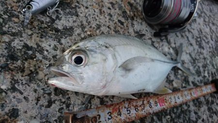 西表島 ルアーでオニヒラアジ