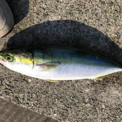 ハマチと太刀魚