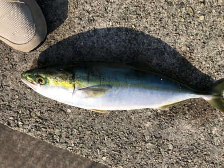 ハマチと太刀魚