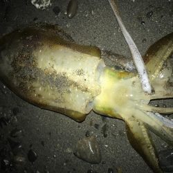 石津浜でアオリイカ、タコ、焼津港では太刀魚が本日も