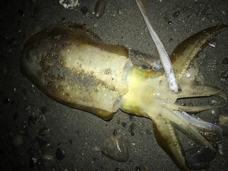 石津浜でアオリイカ、タコ、焼津港では太刀魚が本日も