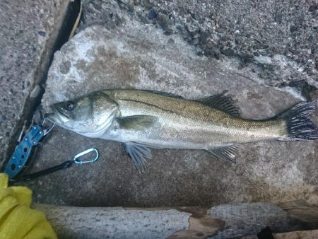 今朝の釣果