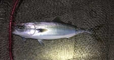 ハマチ漁一本釣り