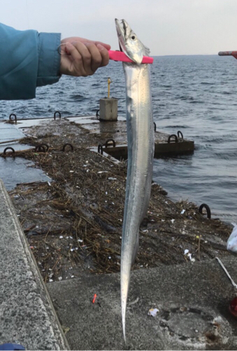 風とゴミの中なんとか太刀魚