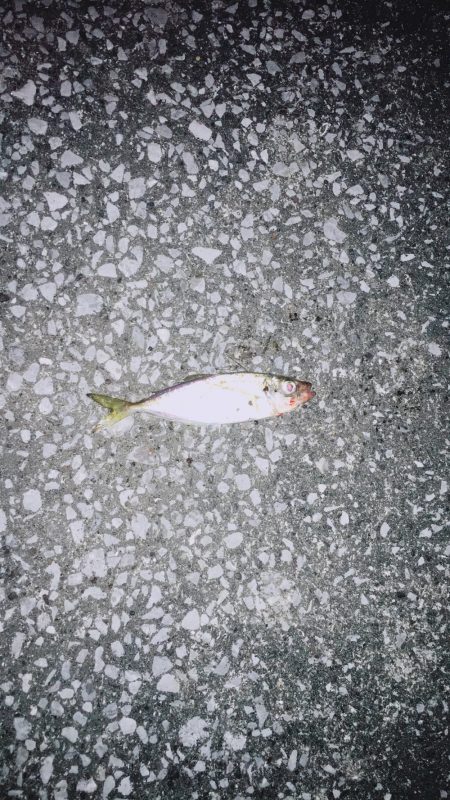 釣れなーい