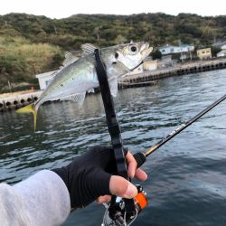 佐田岬遠征最終日