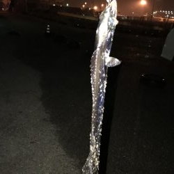 雨の中朝太刀魚狙いに！