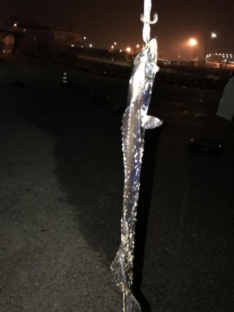 雨の中朝太刀魚狙いに！