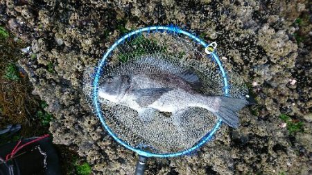 尾鷲でグレ釣り