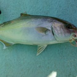 徳島県南タイラバ釣行