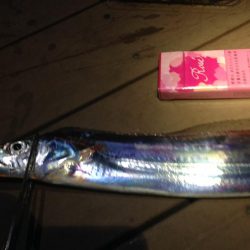 太刀魚連日釣果！エギングではアオリイカも