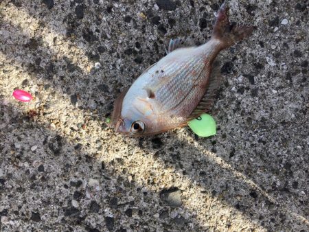 カワハギさんいないので、根魚釣り