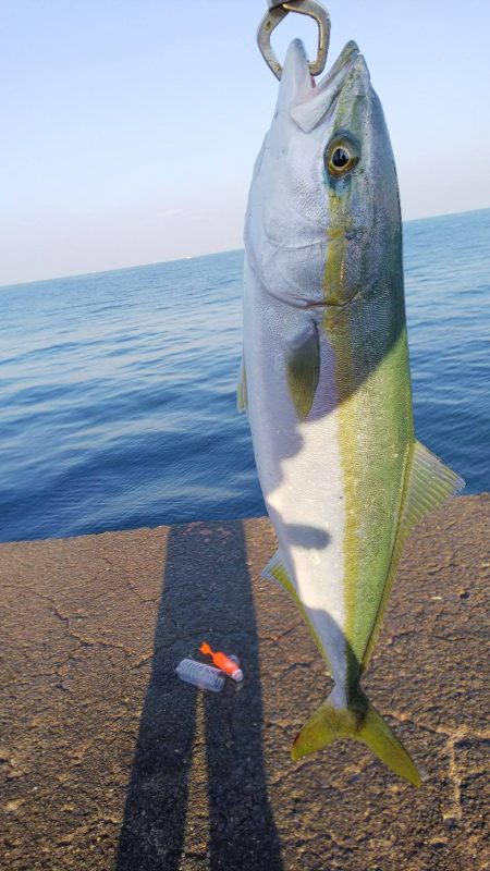 のませ釣りでハマチ狙い 和歌山県 加太漁港 のませ釣り エソ 陸っぱり 釣り 魚釣り 釣果情報サイト カンパリ