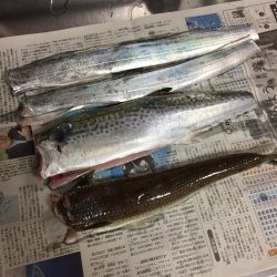 メタルジャッカー 太刀魚