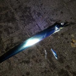 太刀魚釣れてます♪