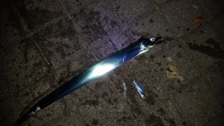 太刀魚釣れてます♪