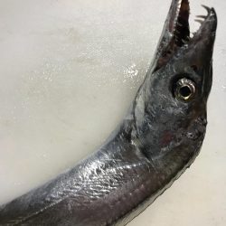 鳴門釣行