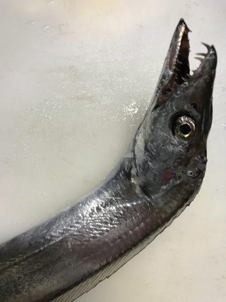 鳴門釣行