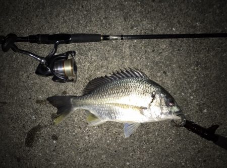 夕まづめにサクッと釣行