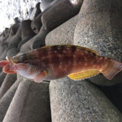 カワハギさんいないので、根魚釣り