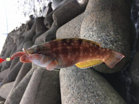 カワハギさんいないので、根魚釣り