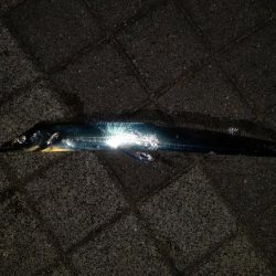 太刀魚釣れてます♪